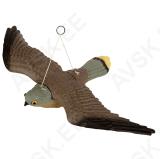 Falcon Windhover
