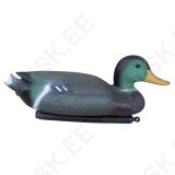 Mallard Male